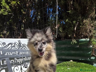 Pomsky perros - Anuncio 39