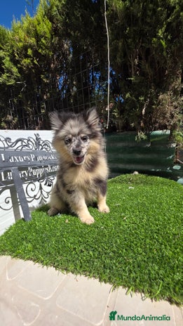 Pomsky perros - Anuncio 2