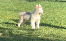 Husky Siberiano perros en venta: Camada de huskys siberianos - Imagen 5