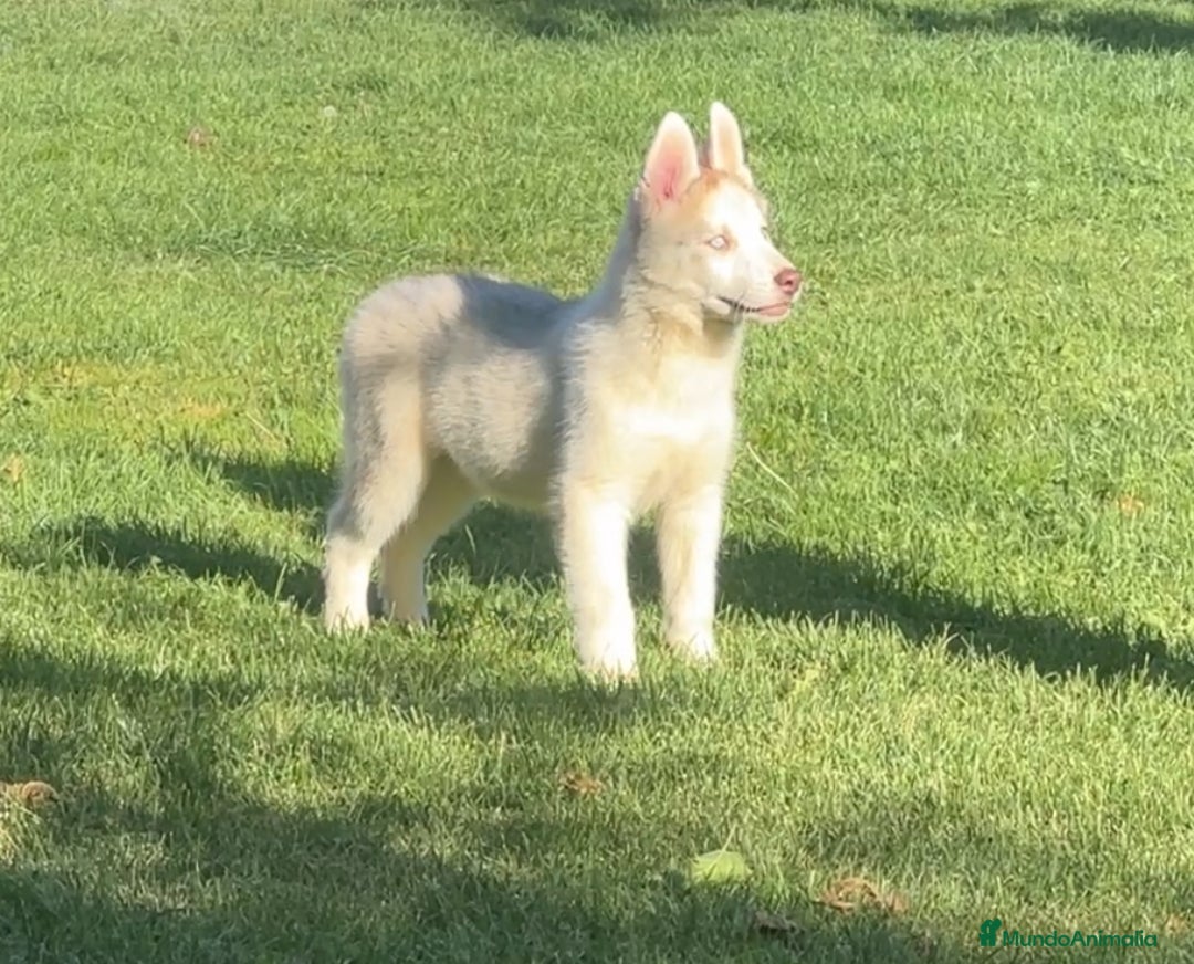 Husky Siberiano perros en venta: Camada de huskys siberianos - Imagen 5