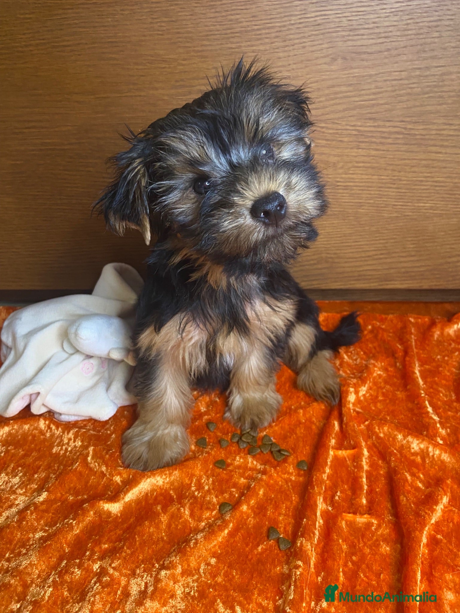 Yorkshire Terrier perros Niños de Yorkshire Terrier🩵 - Anuncio 7