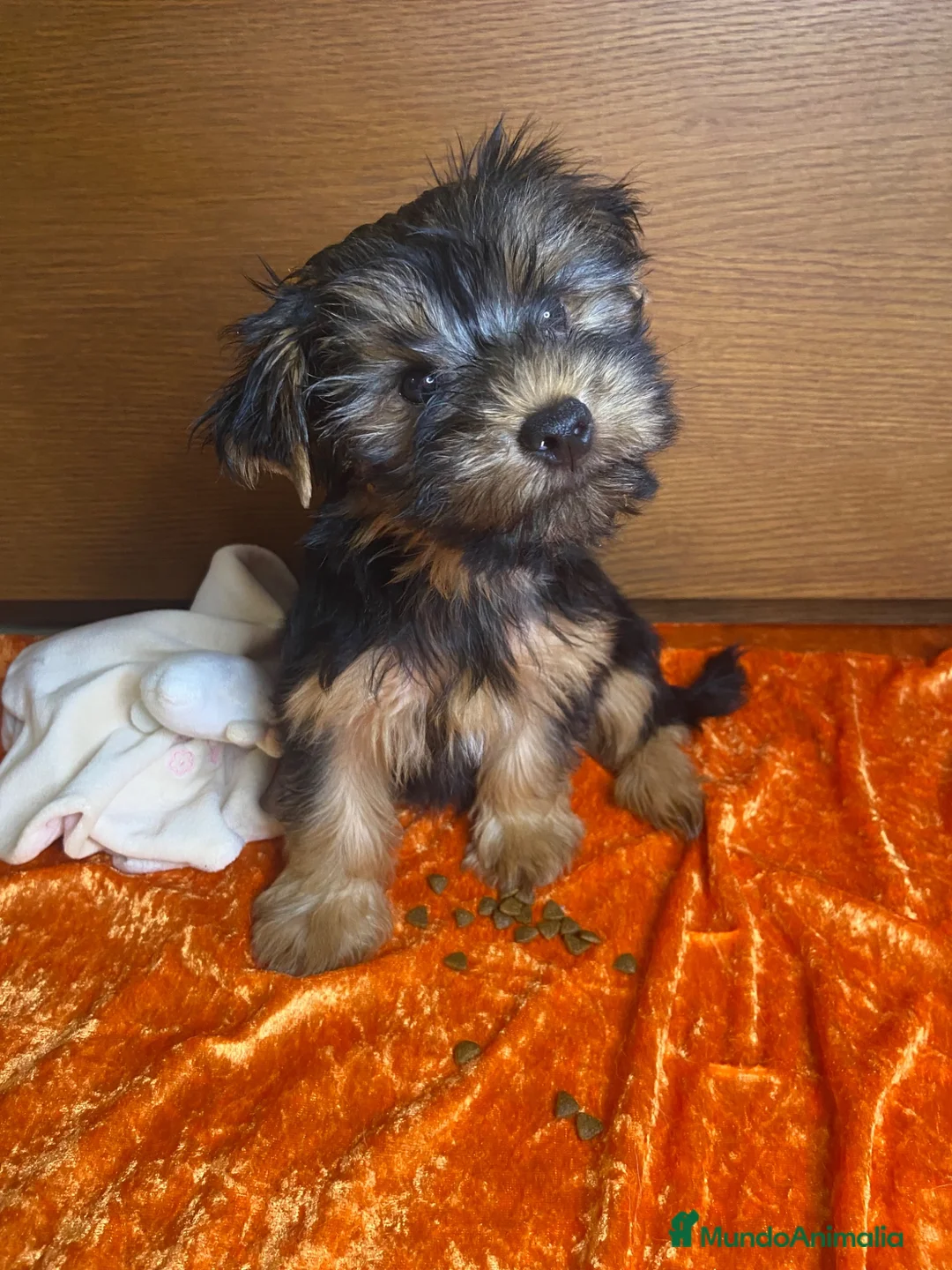 Yorkshire Terrier perros en venta: Niños de Yorkshire Terrier🩵 - Anuncio 1