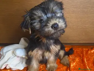 Yorkshire Terrier perros Niños de Yorkshire Terrier🩵 - Anuncio 1