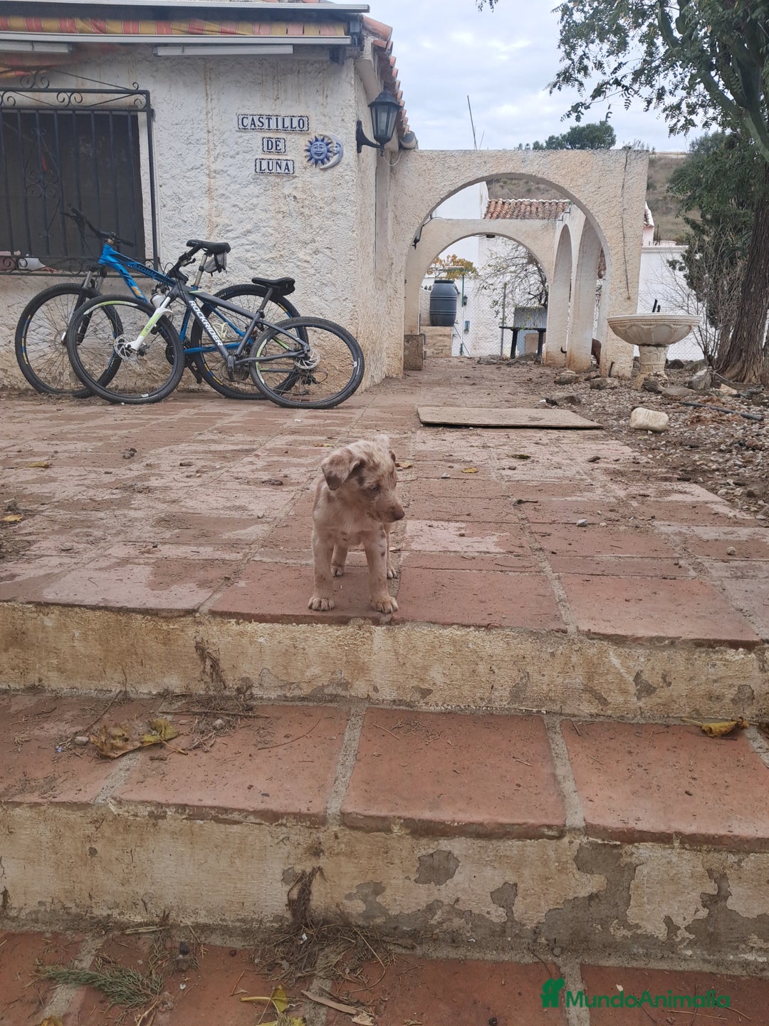 Border Collie perros en venta: Preciosos cachorros de border collie  - Anuncio 4