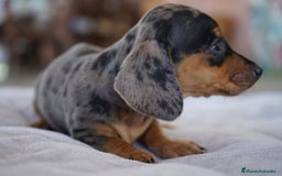 Teckel Miniatura perros en venta: 🐾 Rafaela y Molly – Teckel miniatura merlé🌌 - Imagen 1