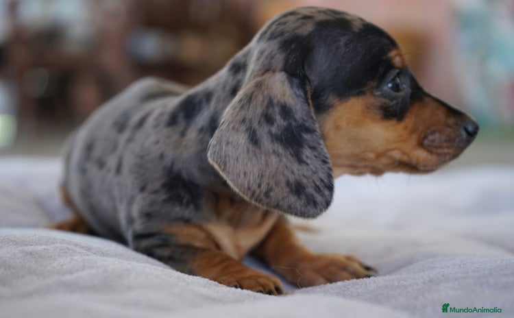 Teckel Miniatura perros - Anuncio 1