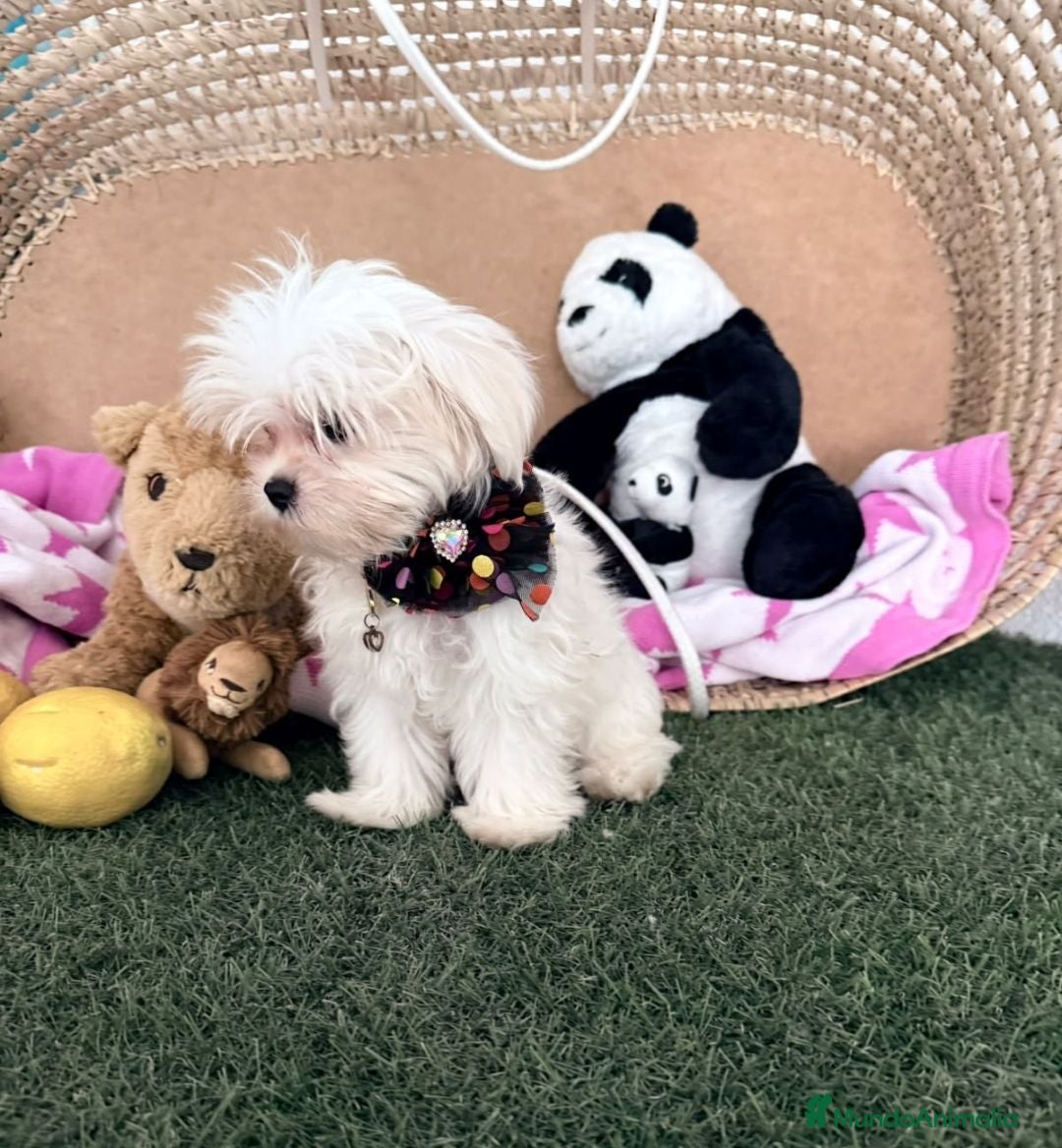 Bichón Maltés perros Bichón maltes coreano - Anuncio 1