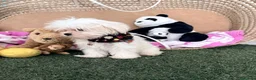 Bichón Maltés perros en venta: Bichón maltes coreano - Anuncio 1