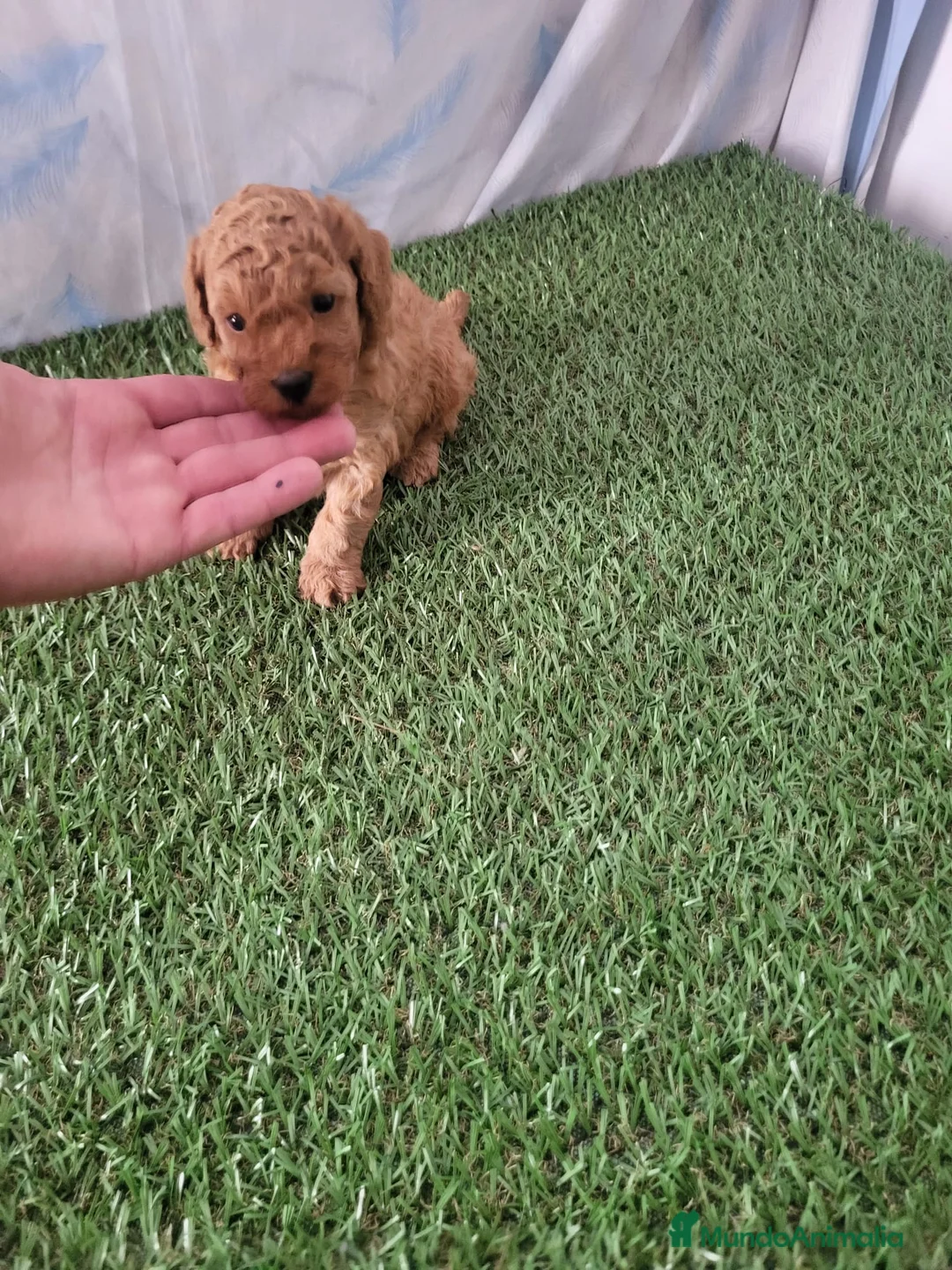 Raza Mixta perros en venta: Caniches  - Anuncio 3