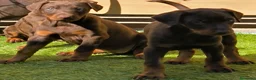 Dobermann perros en venta: Doberman - Anuncio 1