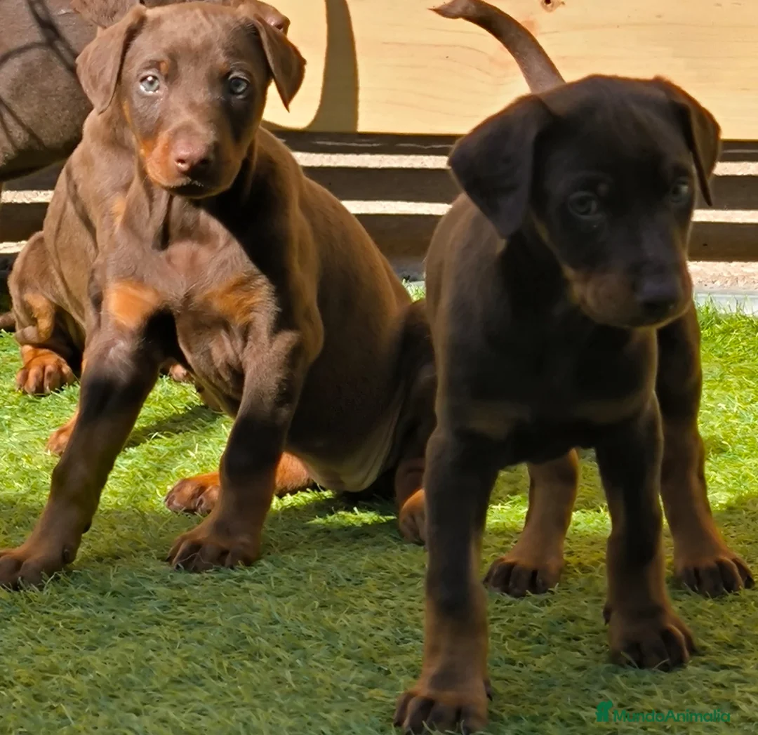 Dobermann perros en venta: Doberman - Anuncio 1