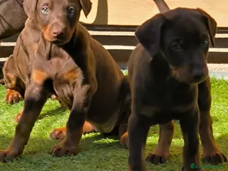 Dobermann perros Doberman - Anuncio 1