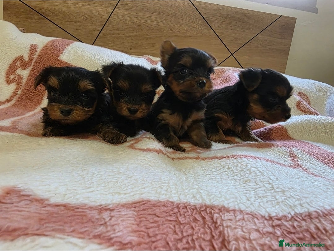 Yorkshire Terrier perros Yorkshire Terrier en Murcia - Anuncio 9