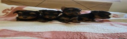 Yorkshire Terrier perros en venta: Yorkshire Terrier en Murcia - Anuncio 1