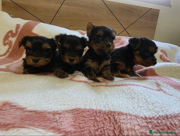 Yorkshire Terrier perros Yorkshire Terrier en Murcia - Anuncio 1