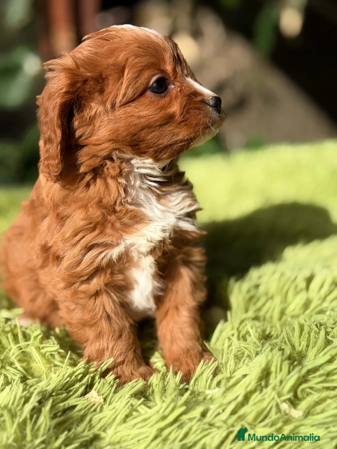 Cavapoo perros en venta: CAVAPOO ROJO - Anuncio 8