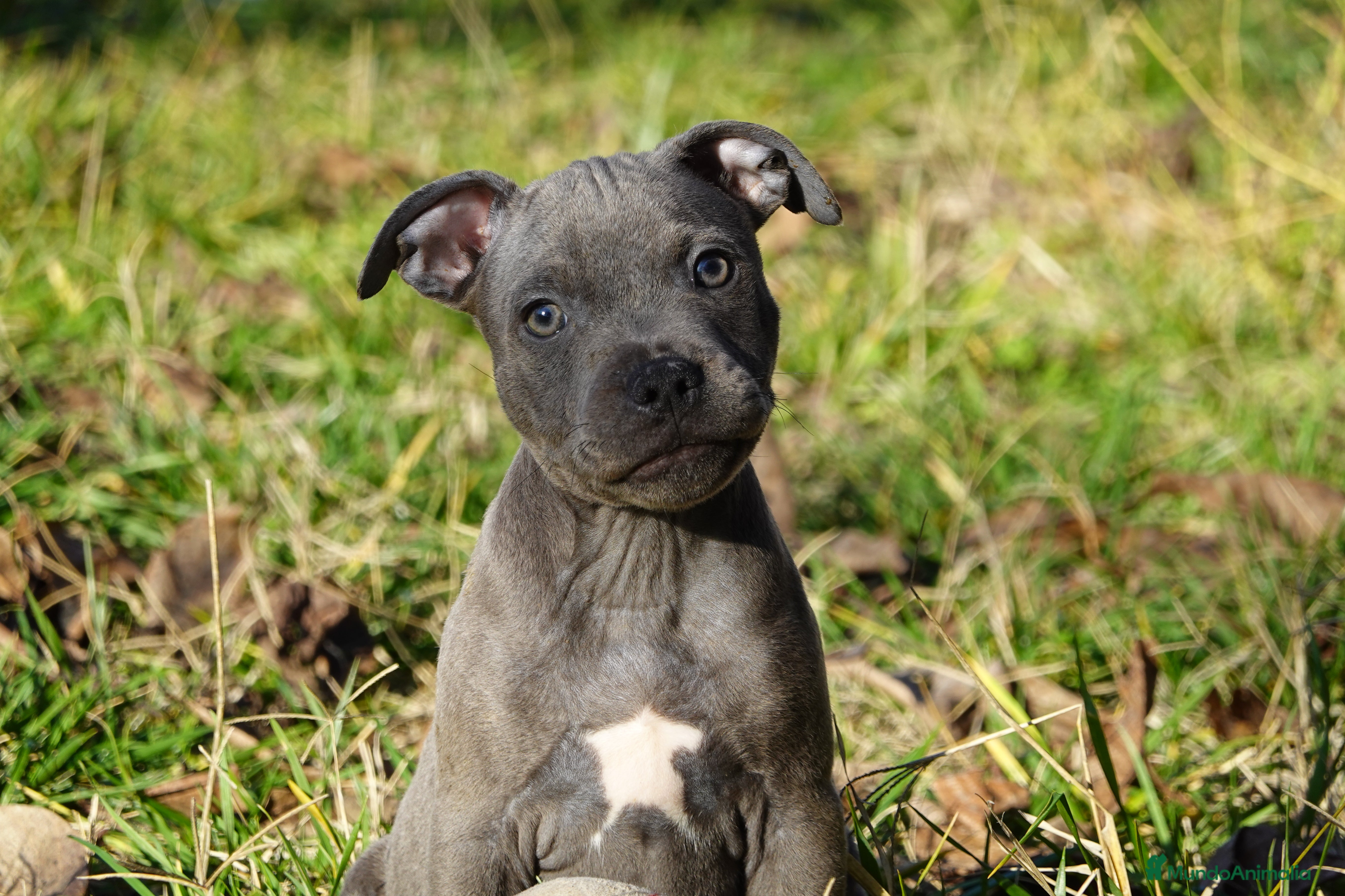 Staffordshire Bull Terrier perros Staffordshire Bull Terrier - Anuncio 1