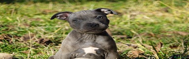 Staffordshire Bull Terrier Cachorro 1
