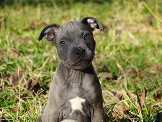 Staffordshire Bull Terrier perros Staffordshire Bull Terrier - Anuncio 1