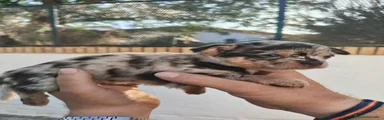 Chihuahua 1