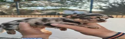 Chihuahua perros en venta: Chihuahua - Anuncio 4
