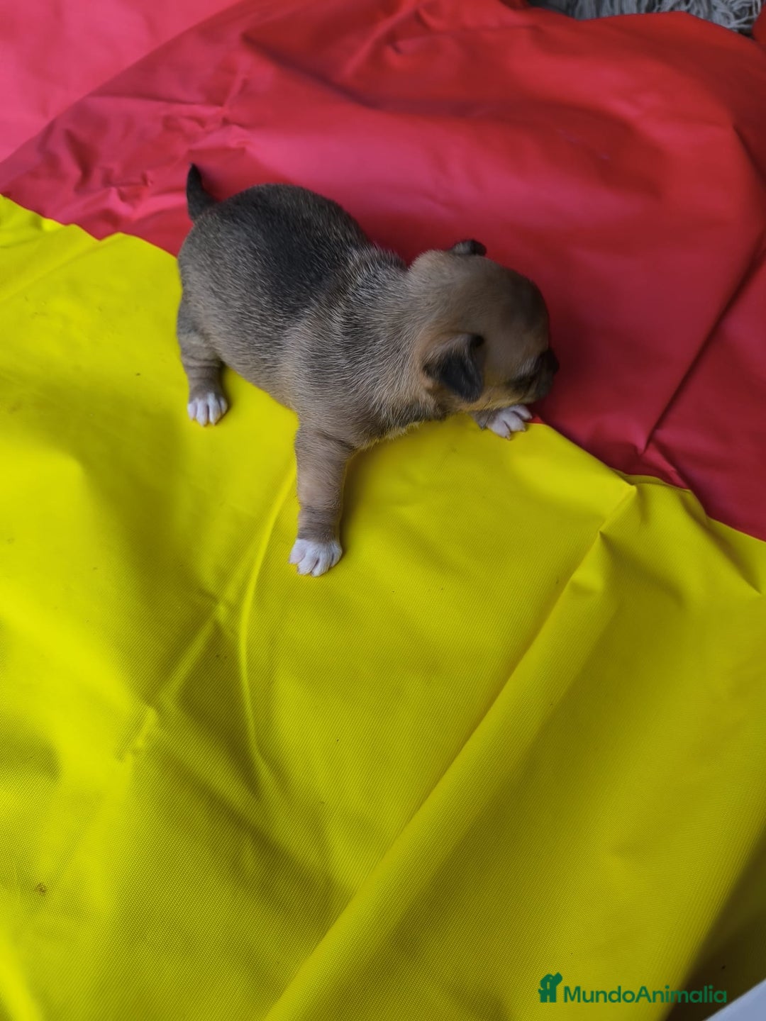 Chihuahua perros en venta: CHIHUAHUAS EXCLUSIVOS TEA CUP - Anuncio 5