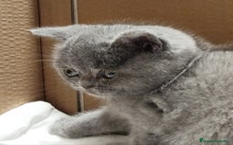 Británico de Pelo Corto Azul gatos en venta: British Shorthair - Imagen 7