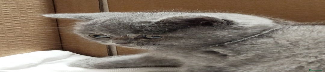 Británico de Pelo Corto Azul Gatito 1