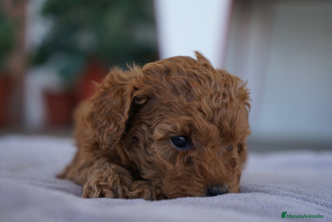 Caniche Toy perros en venta: 🐾 Atom – Caniche Toy rojo ❤️ - Imagen 2