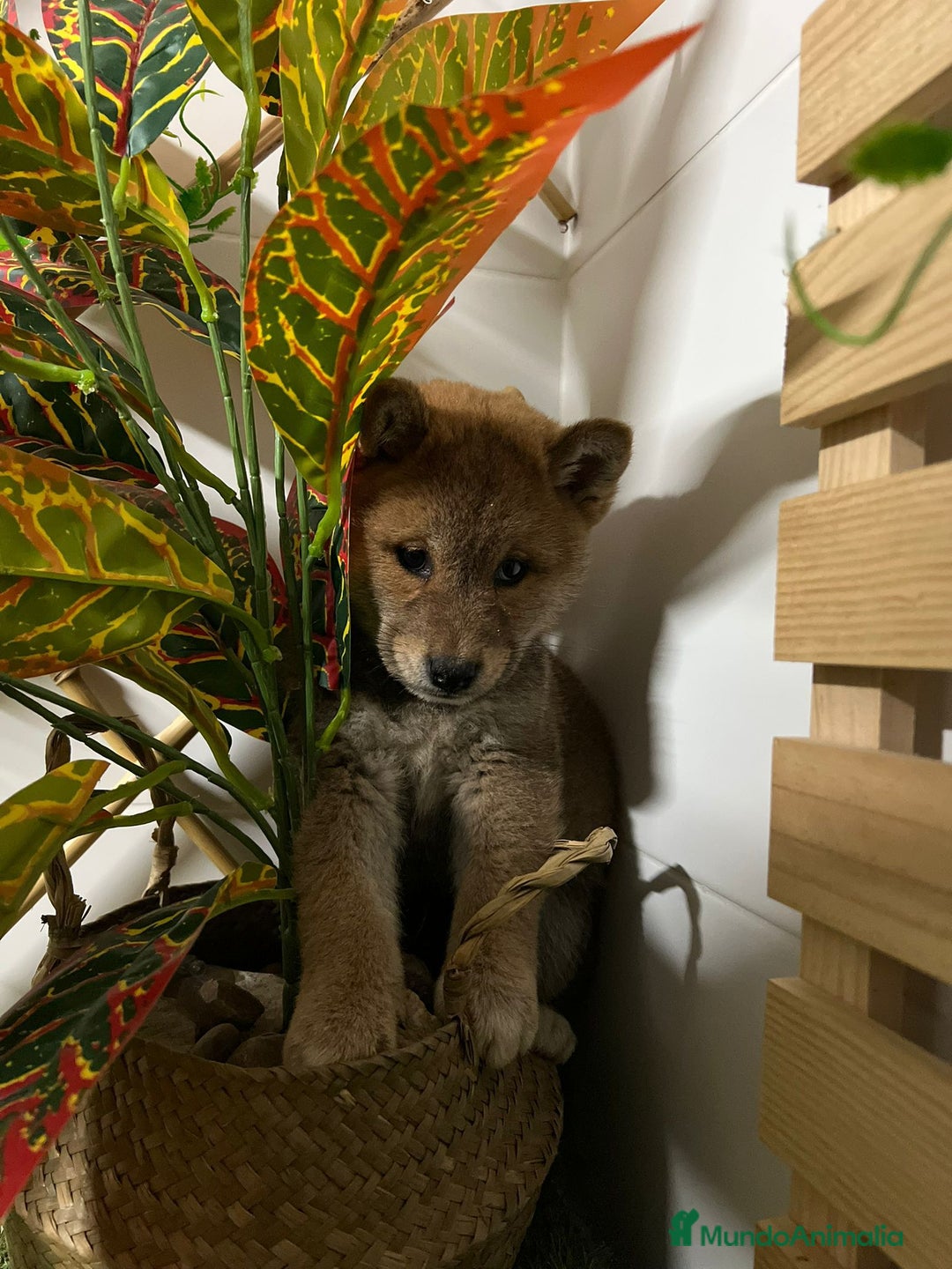 Shiba Inu perros en venta: SHIBA INU - Anuncio 4