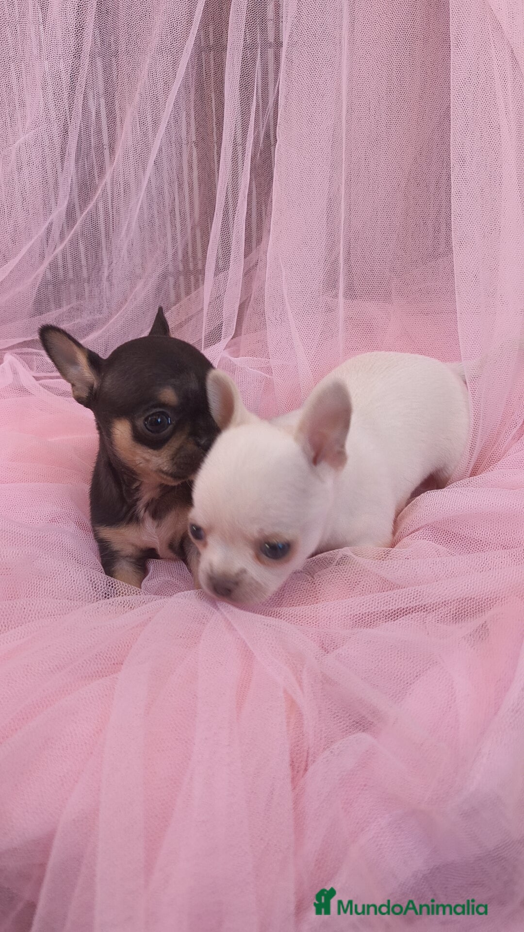 Chihuahua perros en venta: Chihuahua Toy macho y hembra  - Anuncio 3