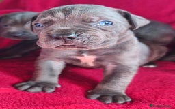 Cane Corso perros en venta: Cane corso  - Imagen 2