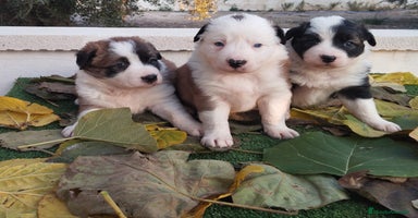 Border Collie perros - Anuncio 11