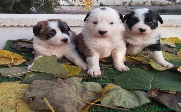 Border Collie perros - Anuncio 4