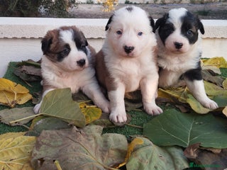 Border Collie perros - Anuncio 3