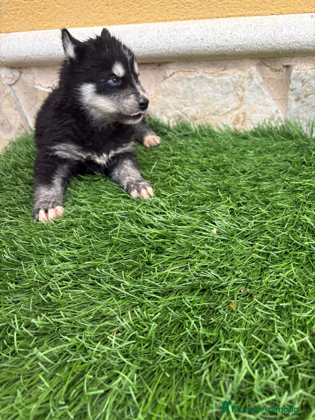 Husky Siberiano perros en venta: Cachorro de Husky Siberiano macho  - Anuncio 13