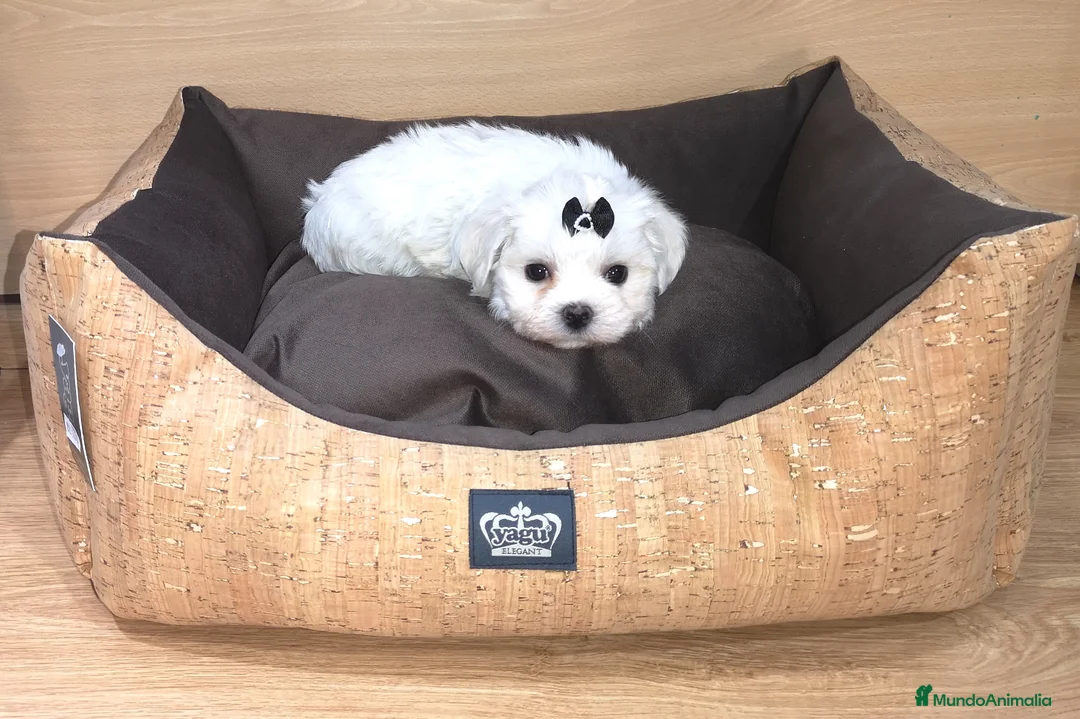 Bichón Maltés perros en venta: Bichón Maltés - Anuncio 5