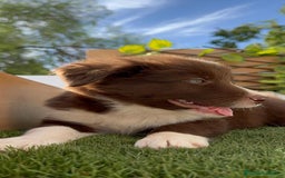 Border Collie perros en venta: BORDER COLLIE - Anuncio 10