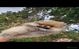 Pomerania perros en venta: ESPECTACULAR POMERANIA MACHO - Imagen 3