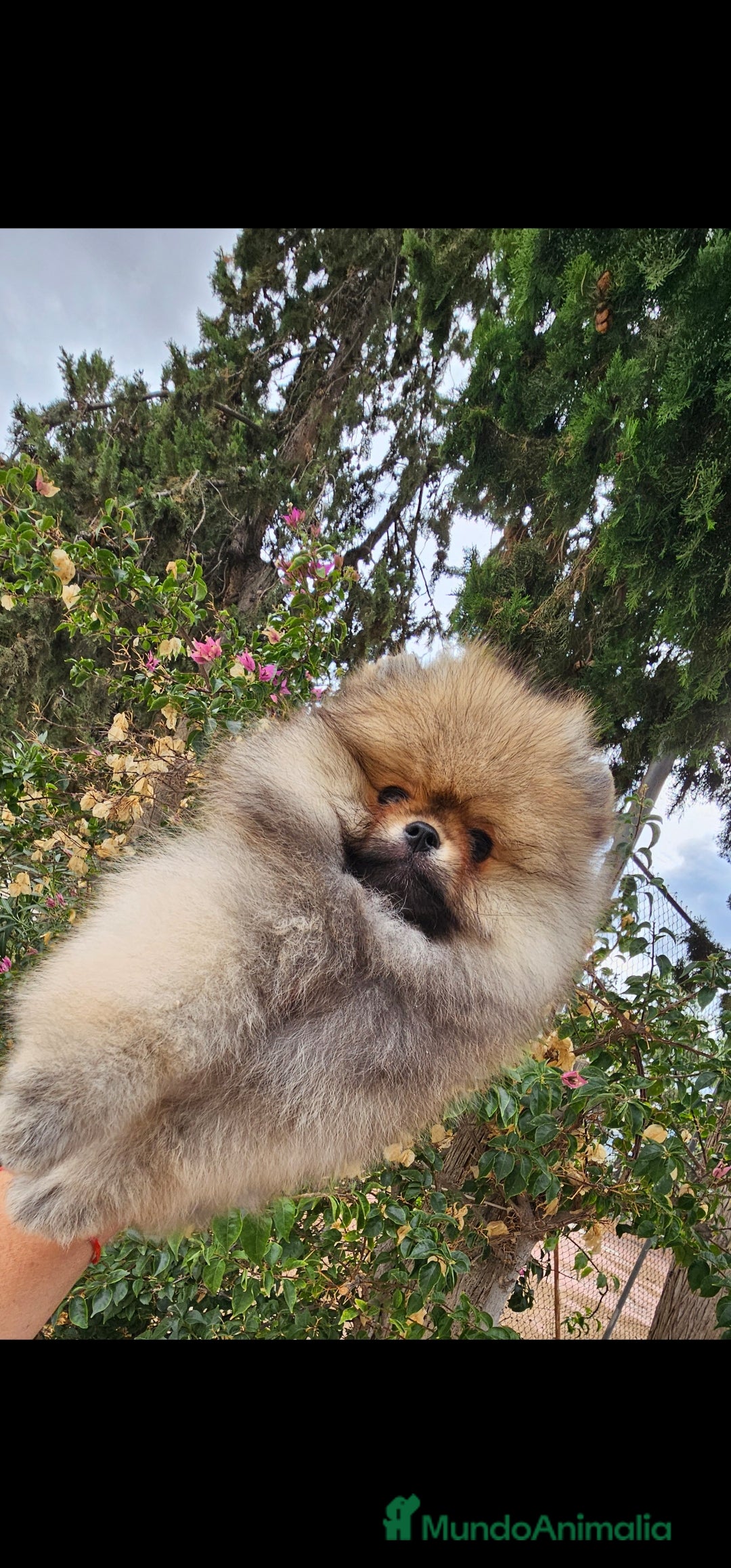 Pomerania perros en venta: ESPECTACULAR POMERANIA MACHO - Imagen 3