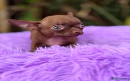 Chihuahua perros en venta: Chihuahua Chocolate - Anuncio 2