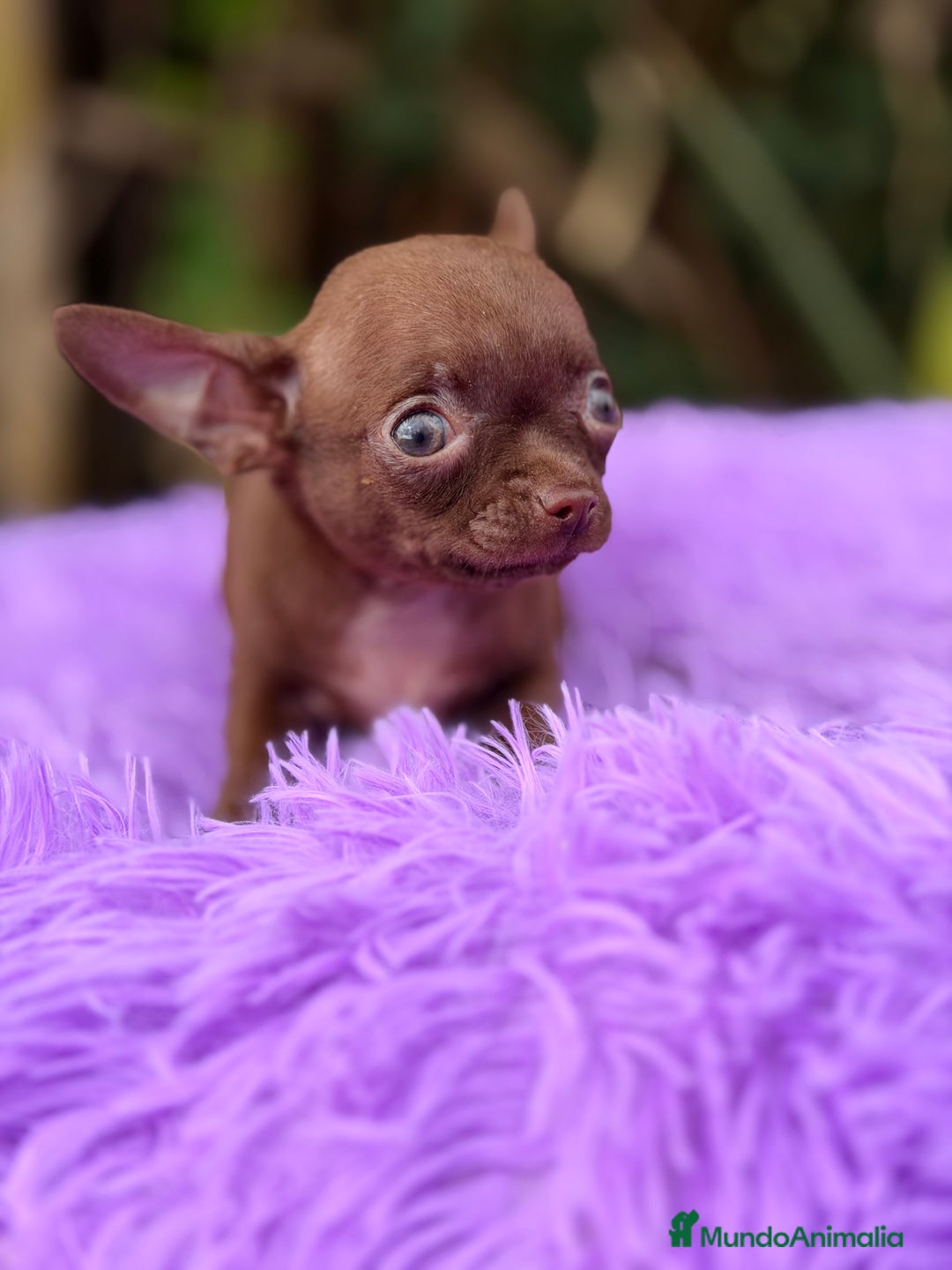 Chihuahua perros en venta: Chihuahua Chocolate - Anuncio 2