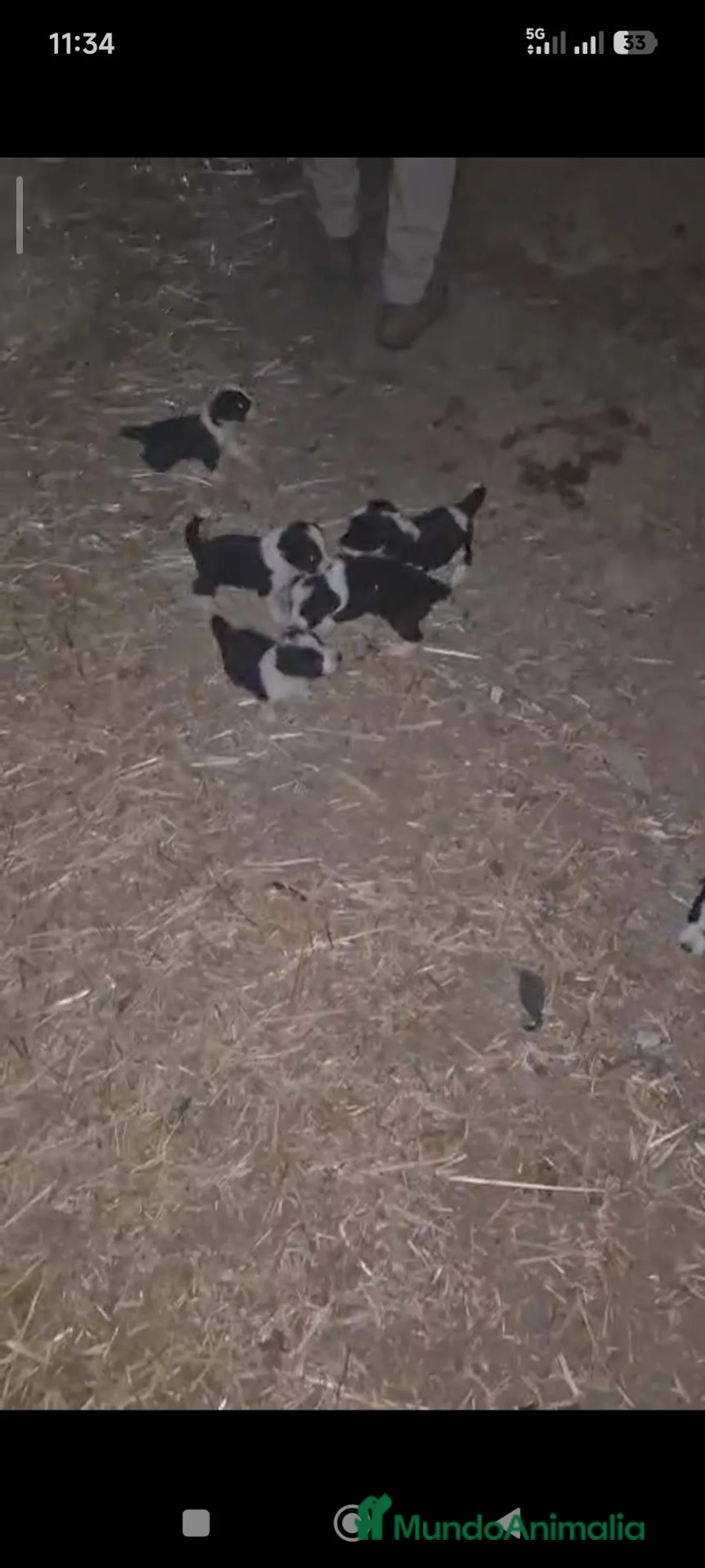 Border Collie perros en adopcion: Preciosos border collie - Anuncio 2