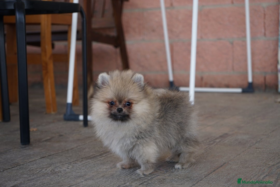 Pomerania perros en venta: 🧡 Cinco Pomerania, cinco personalidades únicas 🐾 - Imagen 2