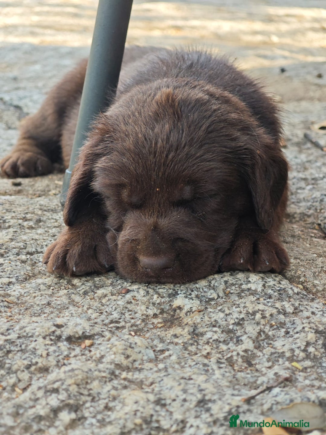 Labrador Retriever perros en venta: Labrador chocolate  - Imagen 2