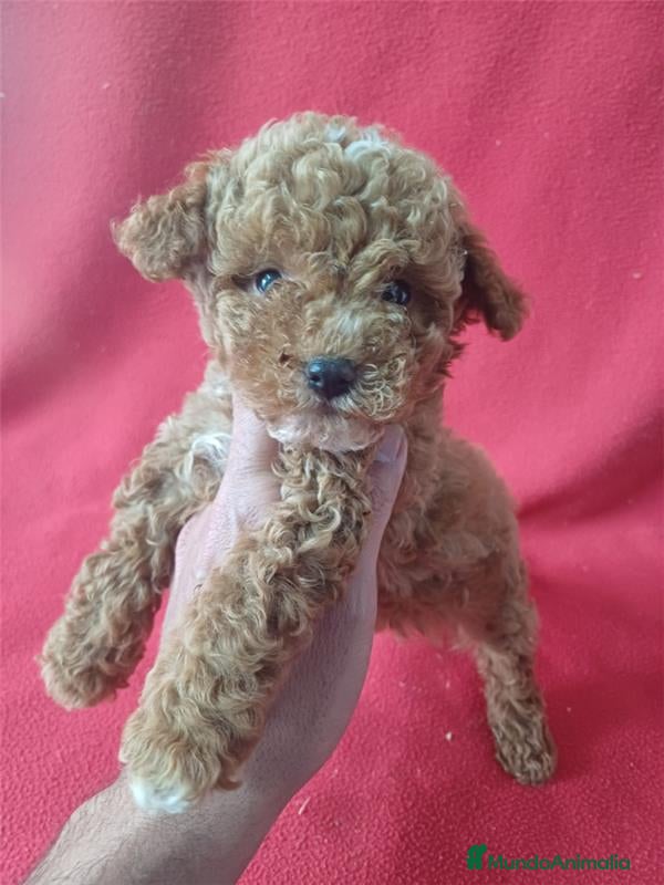 Caniche Enano perros Caniche Mini  - Anuncio 1