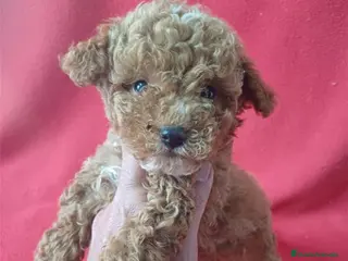 Caniche Enano perros Caniche Mini - Anuncio 1