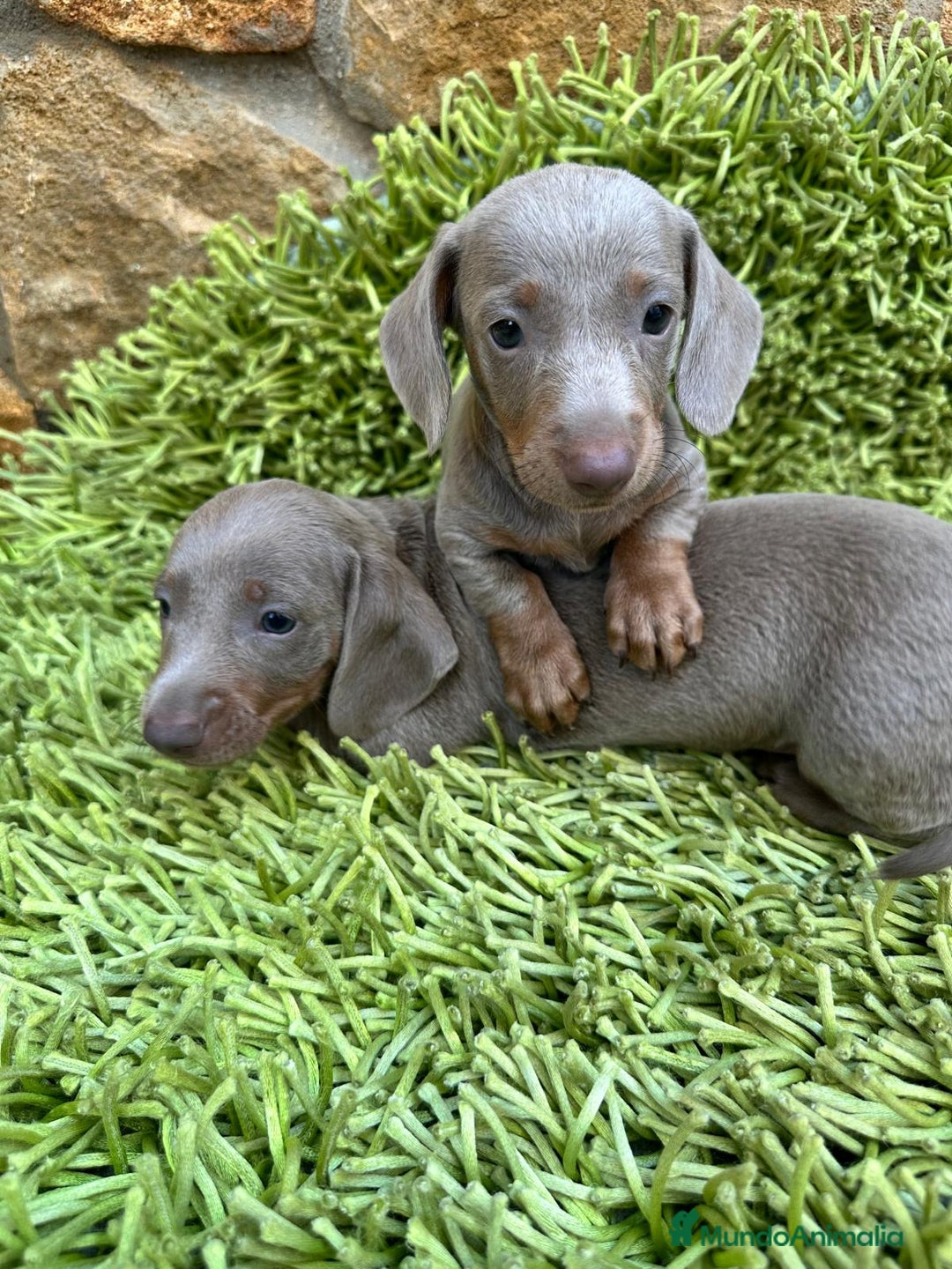 Teckel perros en venta: Isabella Teckel - Imagen 2