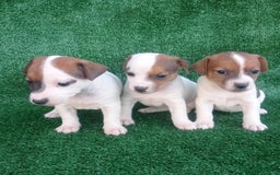 Jack Russell Terrier perros en venta: Jack Russell  en Madrid - Imagen 1