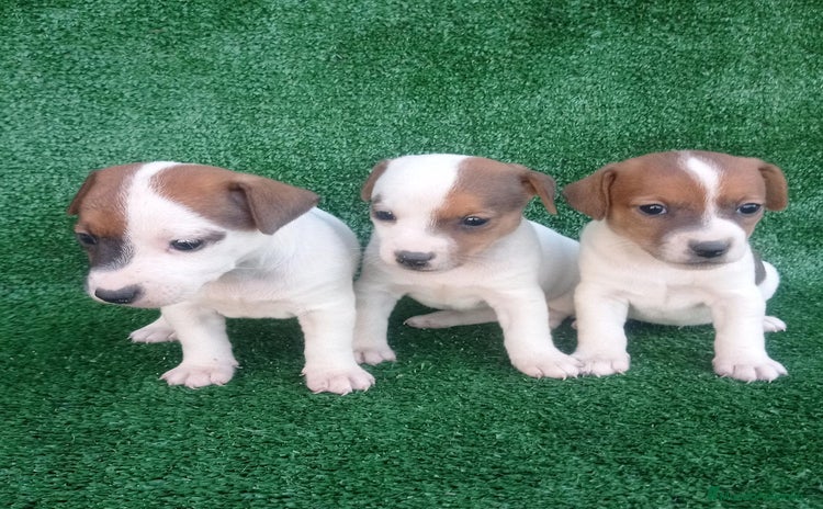 Jack Russell Terrier perros en Madrid - Propaganda 5